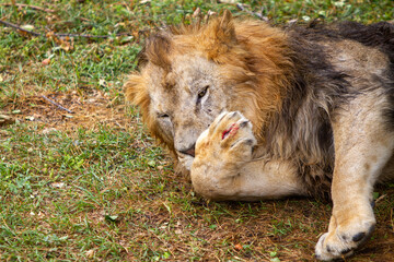 The old lion licks his bloody paw with his tongue.