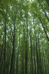 Tall trees in lush forest. Carbon neutrality concept photo.