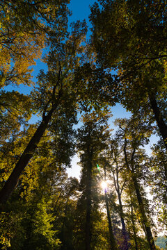 Tall trees and sun in the forest in wide angle vertical shot.