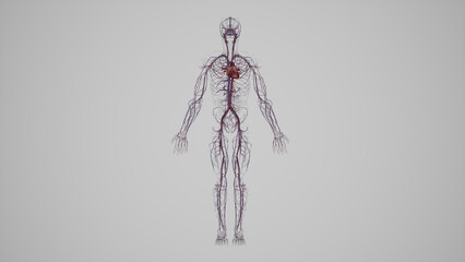 Human Vascular System