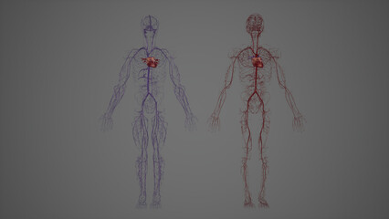 Human Venous and Arterial Cardiovascular System
