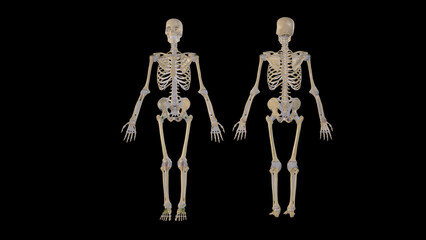 Anterior and posterior view of human body joints,3D rendering © vesalii