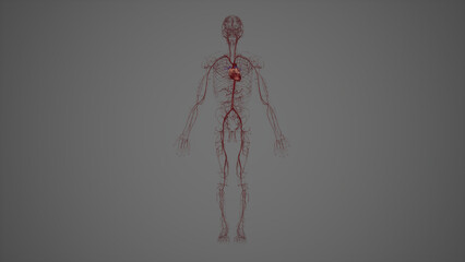 Anterior view of human Arterial System,3drendering