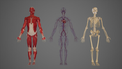 Anterior View of Skeletal, Muscular, and Circulatory Systems