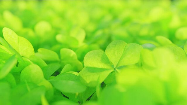 Shamrock Clover Patrick's Day Background - Looping Footage 4K of Green Lawn in Neutral Green.
