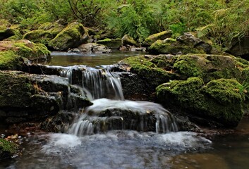 Fototapeta premium waterfall in the forest