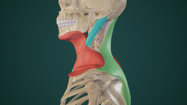 Superficial Muscles of Neck