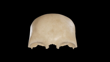 Anterior view of Frontal Bone.3d rendering