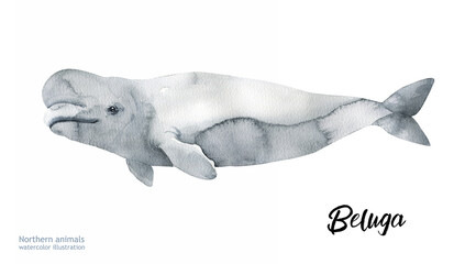  Watercolor cute beluga. Watercolor cute whale . Hand painting postcard with whale isolated white background. Ocean animals.