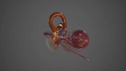 Auditory and Equilibrium Organ,3D rendering - obrazy, fototapety, plakaty