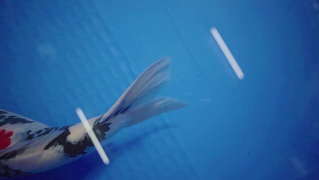 very beautiful and very big massive koi carp fishes in the garden pond for the fengshui and relaxing