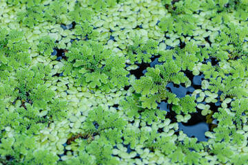 Growing Green Azolla microphylla Used an ingredient in animal feed  or as compost