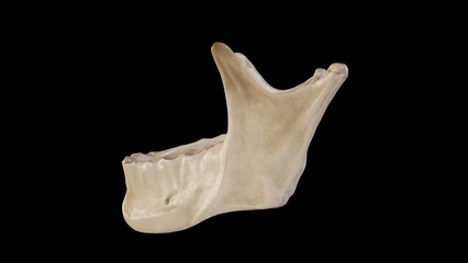 Left view of Mandible.3d rendering