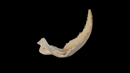 Fototapeta na wymiar Left view of Occipital Bone.3d rendering