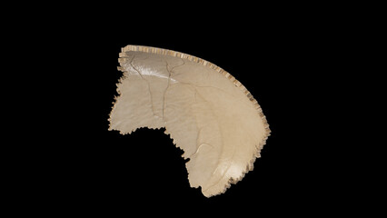 Left view of Right Parietal Bone
