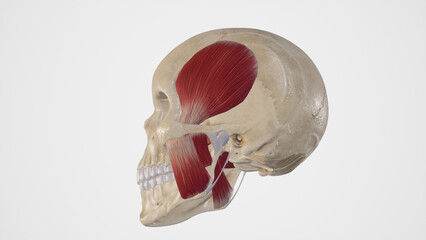 Medical Illustration of Muscles of Mastication