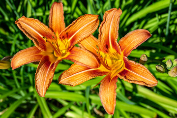 Fine wild growing flower lily liliaceae on background meadow