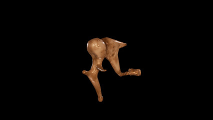 Anterior View of Right Ear Ossicles,3D rendering
