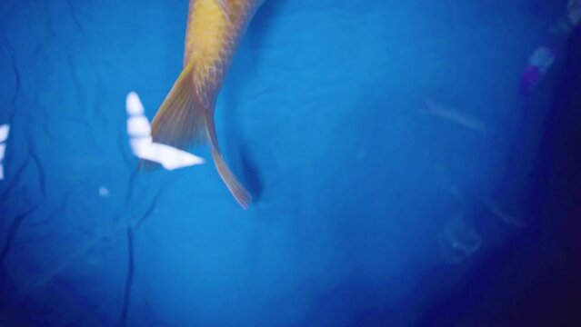 very beautiful and very big massive koi carp fishes in the garden pond for the fengshui and relaxing