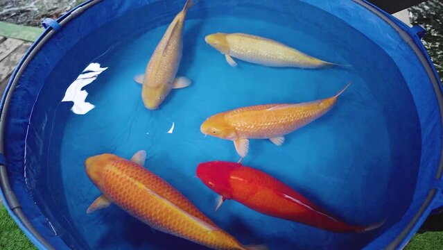 very beautiful and very big massive koi carp fishes in the garden pond for the fengshui and relaxing