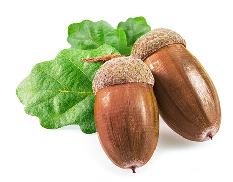 Two oak acorns with oak leaves isolated on white background.