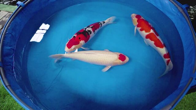 very beautiful and very big massive koi carp fishes in the garden pond for the fengshui and relaxing
