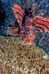 Dendrochirus biocellatus, twospot turkeyfish,lonfish