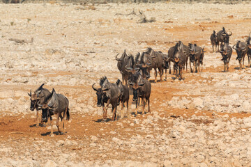 Blue wildebeest in natural habitat in Etosha National Park in Namibia.
