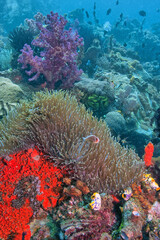 Coral reef in South Pacific,North Sulawesi, Indonesia