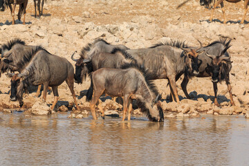 Fototapeta premium Blue wildebeest in natural habitat in Etosha National Park in Namibia.