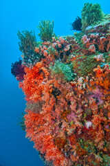 Naklejka na ściany i meble Coral reef in South Pacific,North Sulawesi, Indonesia