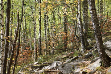 autumn in the woods
