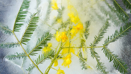 Branch of mimosa flowers frozen in ice. The texture of the ice.    