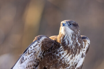 Common buzzard ( buteo buteo ) on branch. Bird of prey, predator.