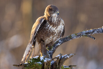 Common buzzard ( buteo buteo ) on branch. Bird of prey, predator.
