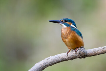 Common Kingfisher (Alcedo atthis) 
 sitting on a branch. wildlife scenery