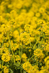 菜の花
