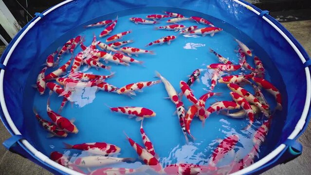 very beautiful and very big massive koi carp fishes in the garden pond for the fengshui and relaxing
