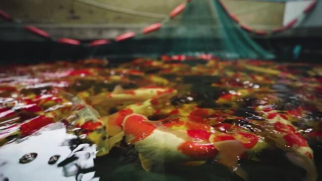 very beautiful and very big massive koi carp fishes in the garden pond for the fengshui and relaxing
