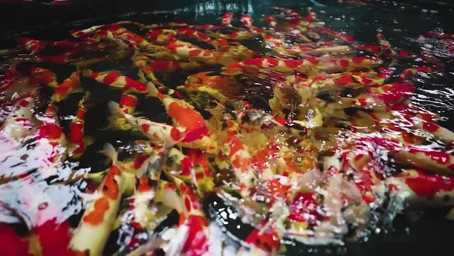 very beautiful and very big massive koi carp fishes in the garden pond for the fengshui and relaxing
