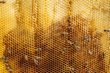 Abstract hexagon structure is honeycomb from bee hive filled