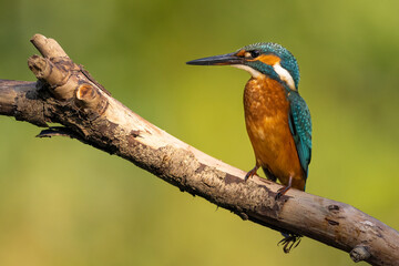 Common Kingfisher (Alcedo atthis) 
 sitting on a branch. wildlife scenery