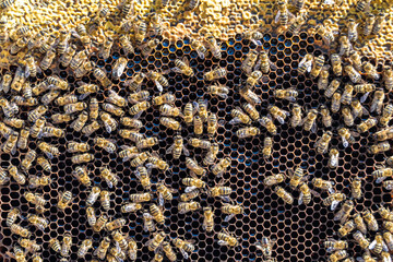 Abstract hexagon structure is honeycomb from bee hive filled