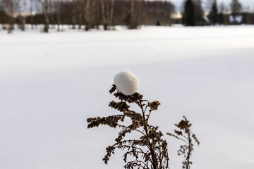 A green tree branch with a white snowball on it with a forest of trees in the background