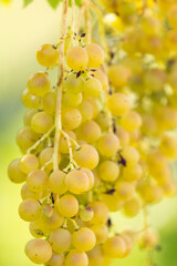 close-up view of ripe white grapes before harvest in a vineyard in Slovakia.