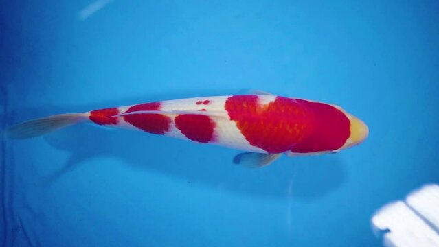 very beautiful and very big massive koi carp fishes in the garden pond for the fengshui and relaxing
