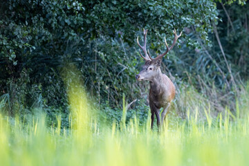Red Deer (Cervus elaphus) on pasture. . Wildlife scenery