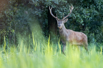 Red Deer (Cervus elaphus) on pasture. . Wildlife scenery