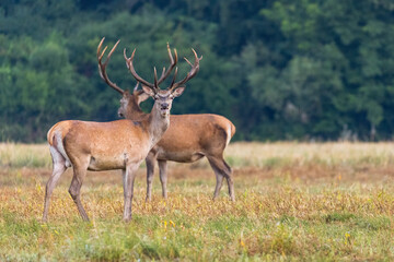 Fototapeta premium Red deer (cervus elaphus) herd grazing on meadow in autumn nature.