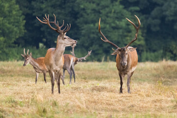 Red Deer (Cervus elaphus) on pasture. . Wildlife scenery